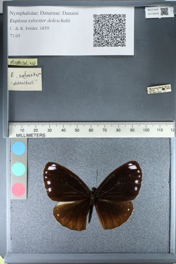 Media type: image;   Entomology 159916